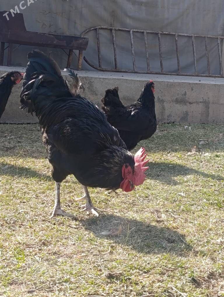 Jersi Gigant towuk - Çoganly - img 3