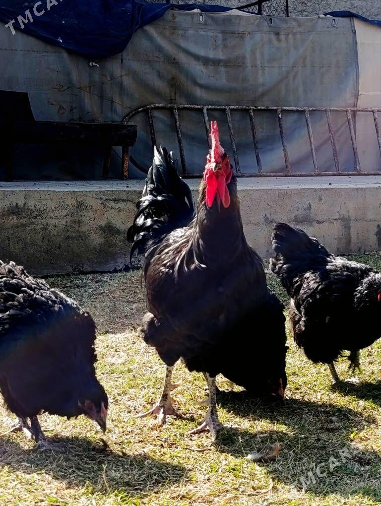Jersi Gigant towuk - Çoganly - img 1