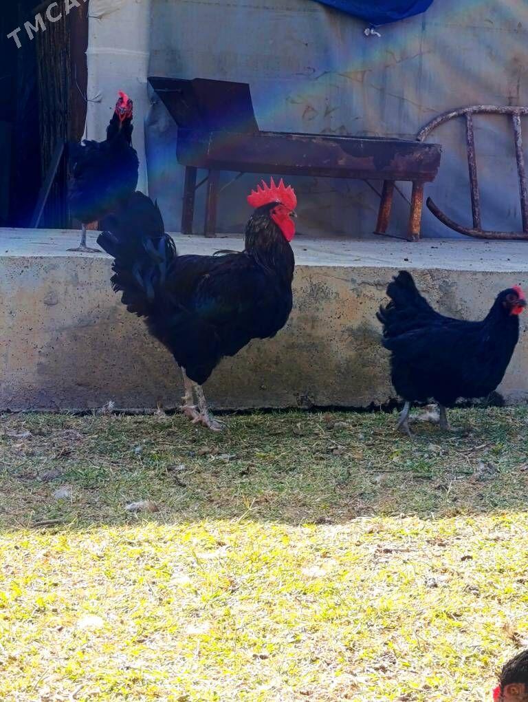 Jersi Gigant towuk - Çoganly - img 2