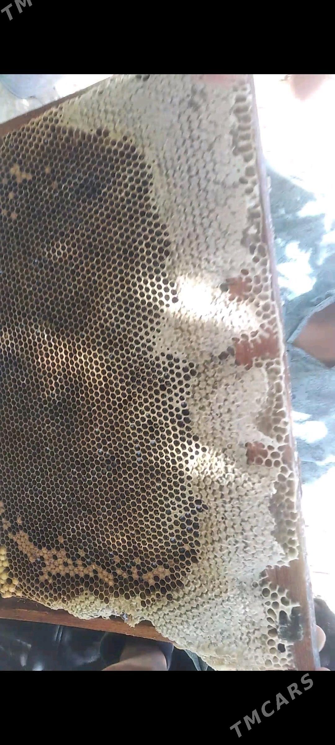 ary bal - Мары - img 4