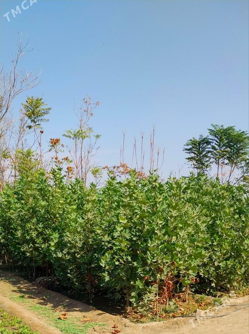 Çynar nahaly - Ашхабад - img 1