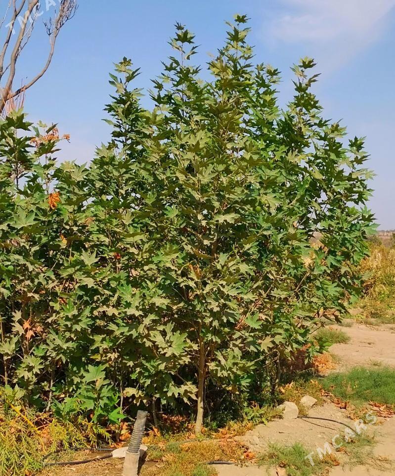 Çynar nahaly - Ашхабад - img 6