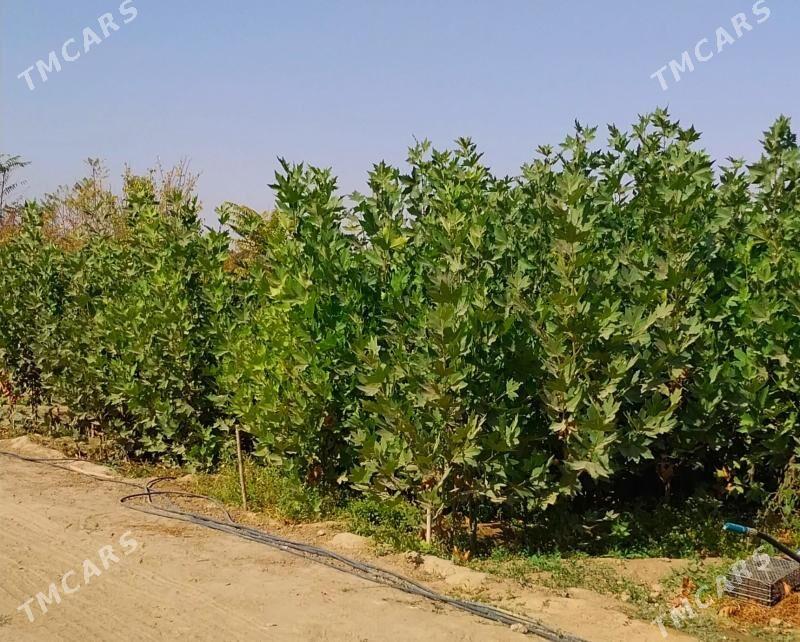 Çynar nahaly - Ашхабад - img 4