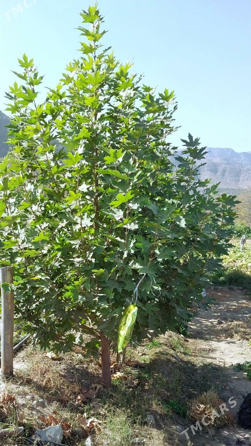 Çynar nahaly - Ашхабад - img 5