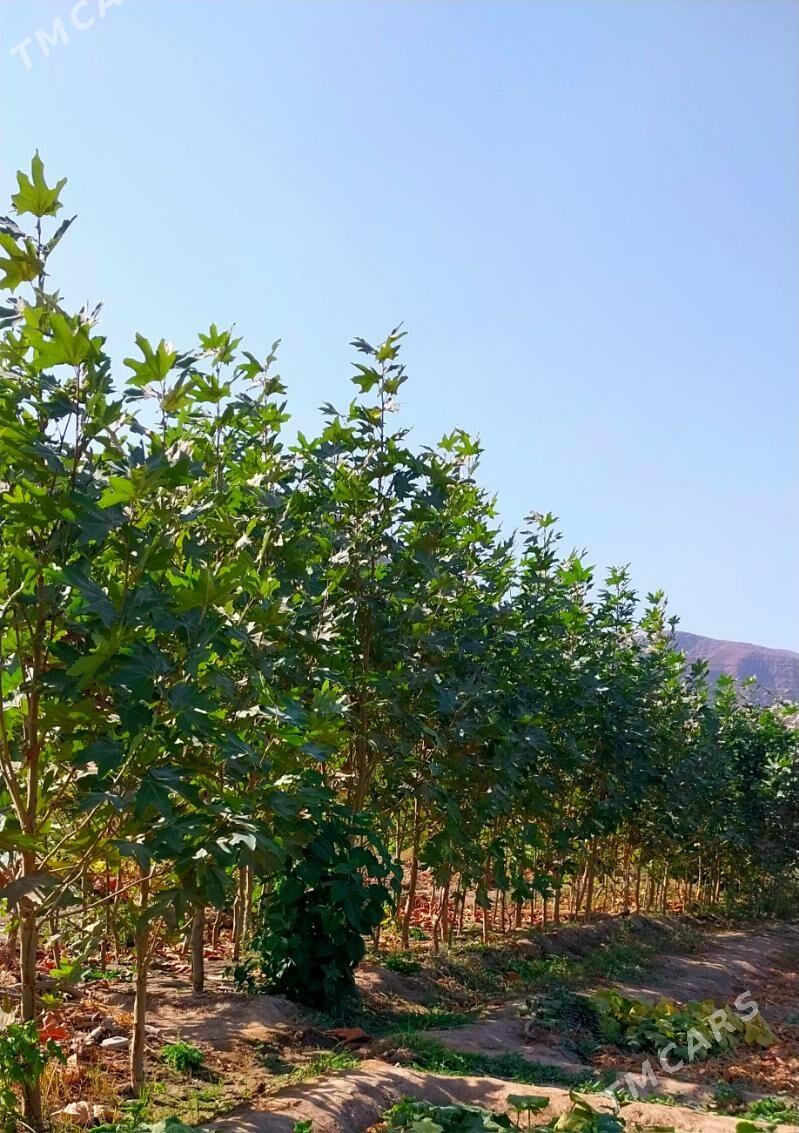 Çynar nahaly - Ашхабад - img 2