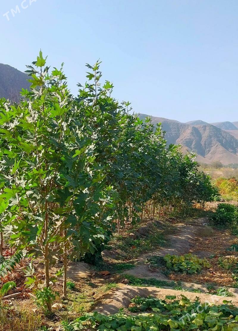 Çynar nahaly - Ашхабад - img 3