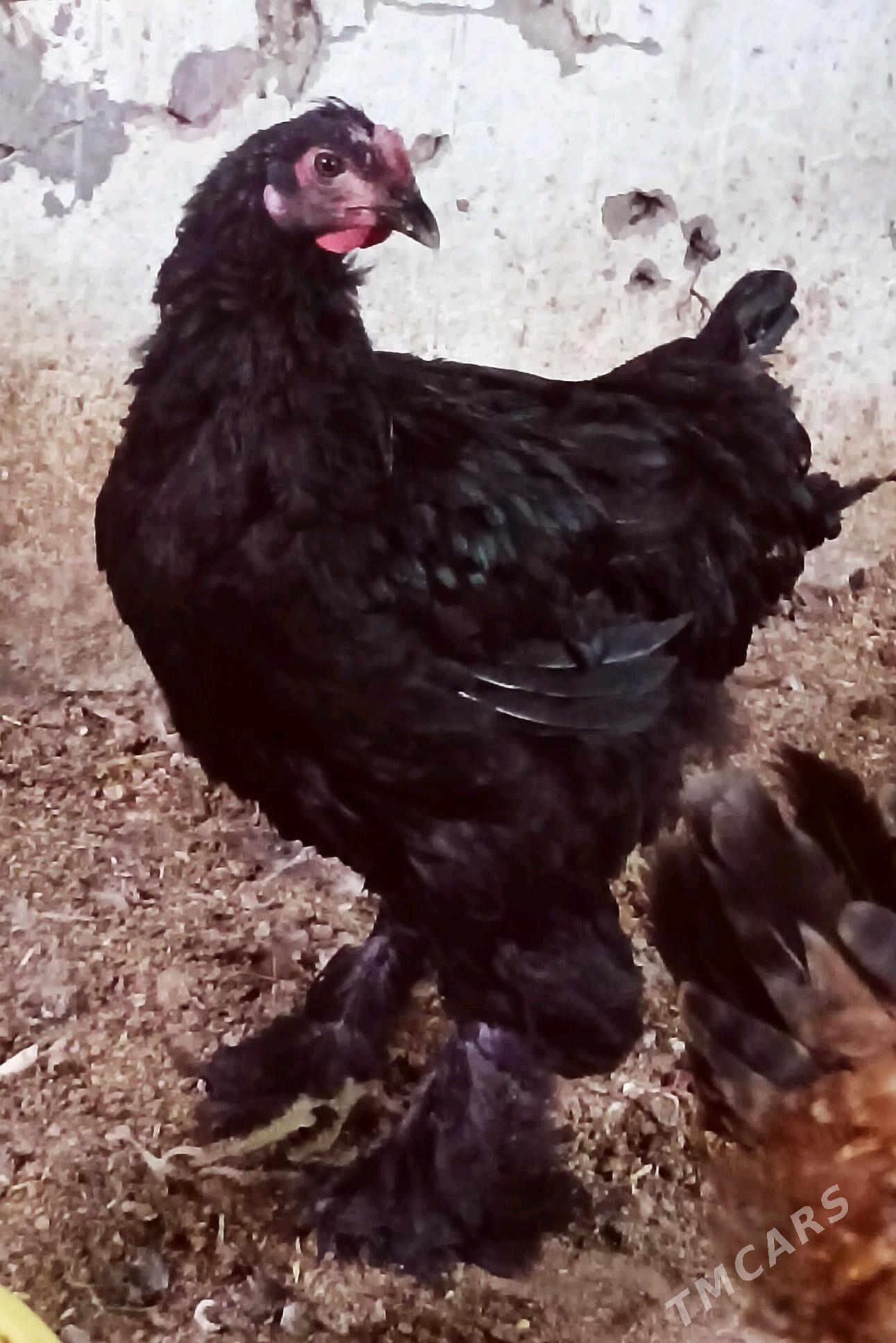Horaz Gigant Brama obmen Gus - Багир - img 3