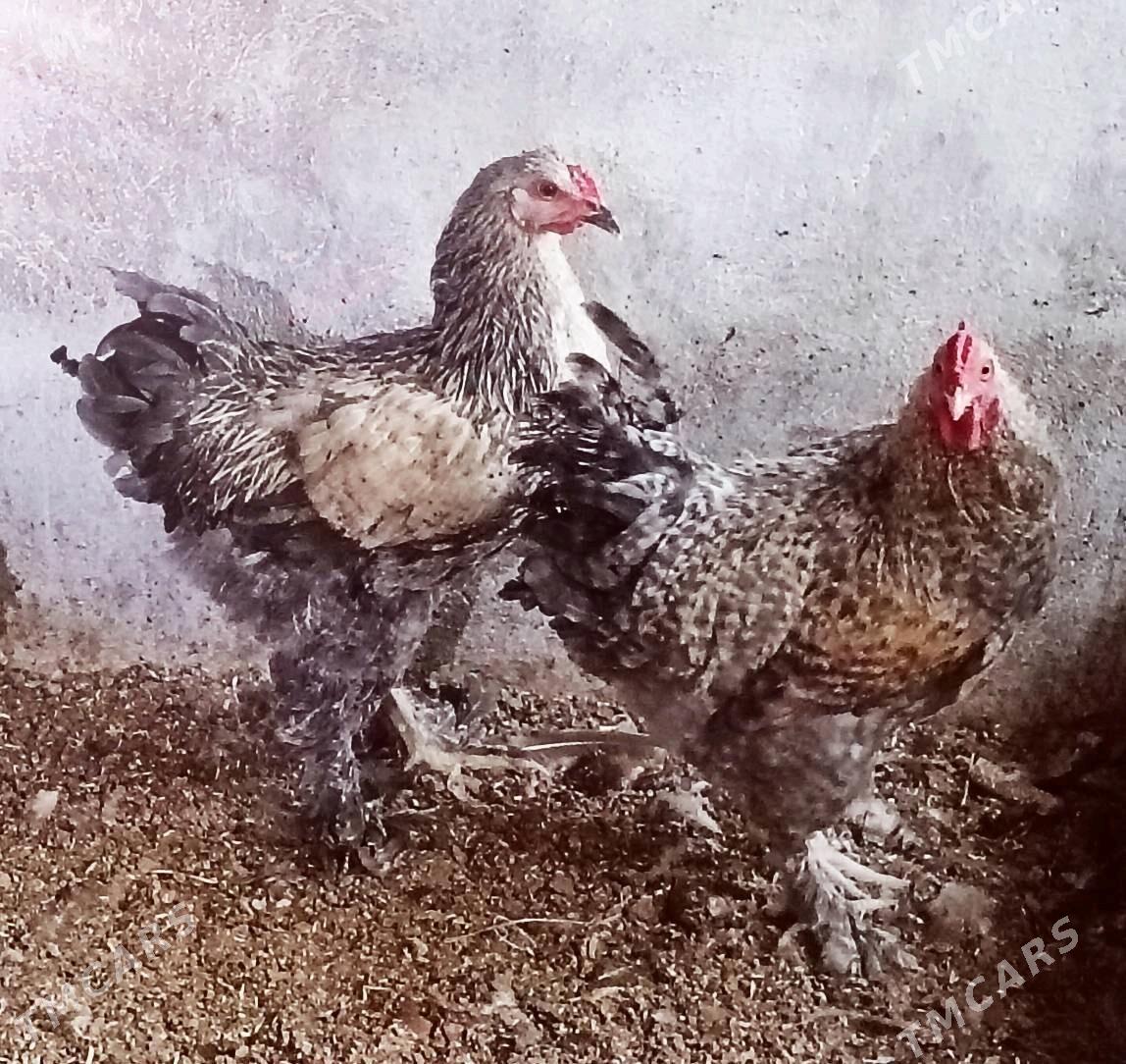 Horaz Gigant Brama obmen Gus - Багир - img 2