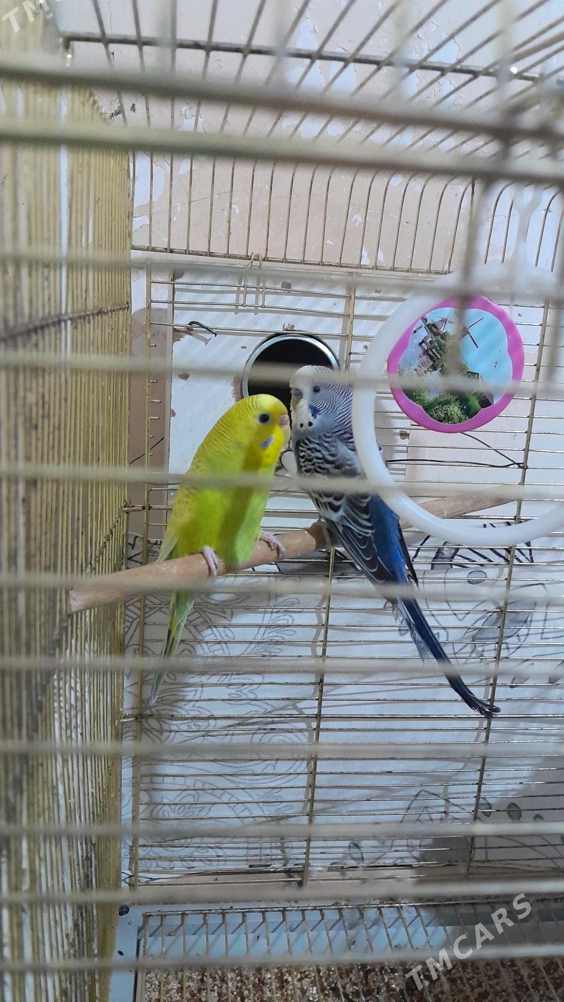 wolnisty popugaýlar - Bedew - img 2