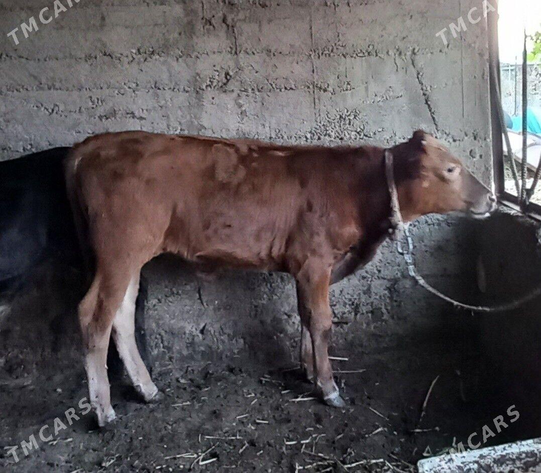 Okuz - Багир - img 3