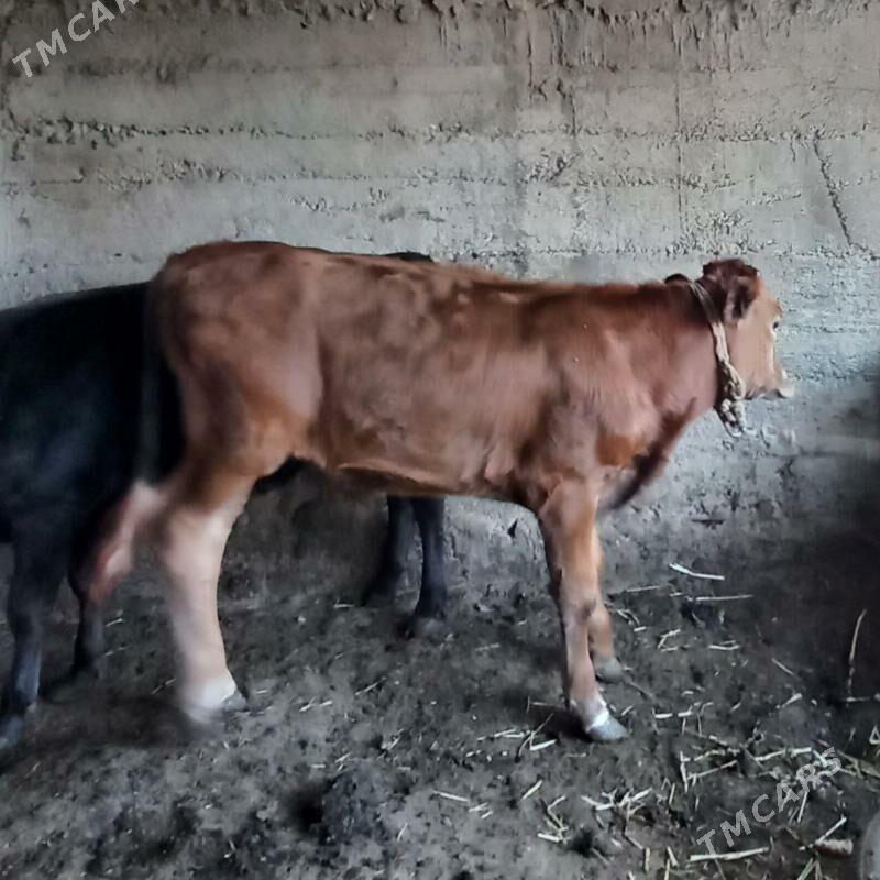 Okuz - Багир - img 4