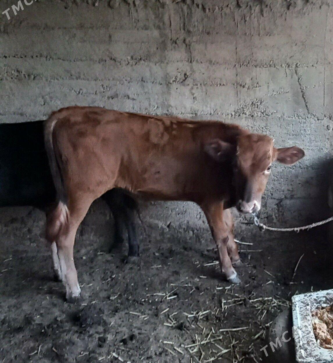 Okuz - Багир - img 2