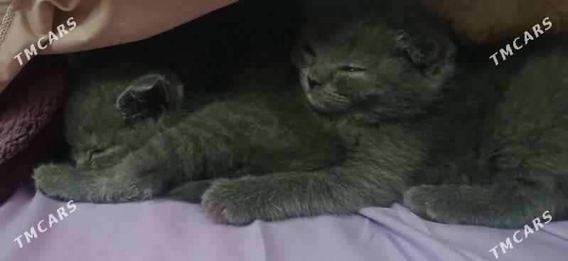 дом.животные. - Дашогуз - img 1