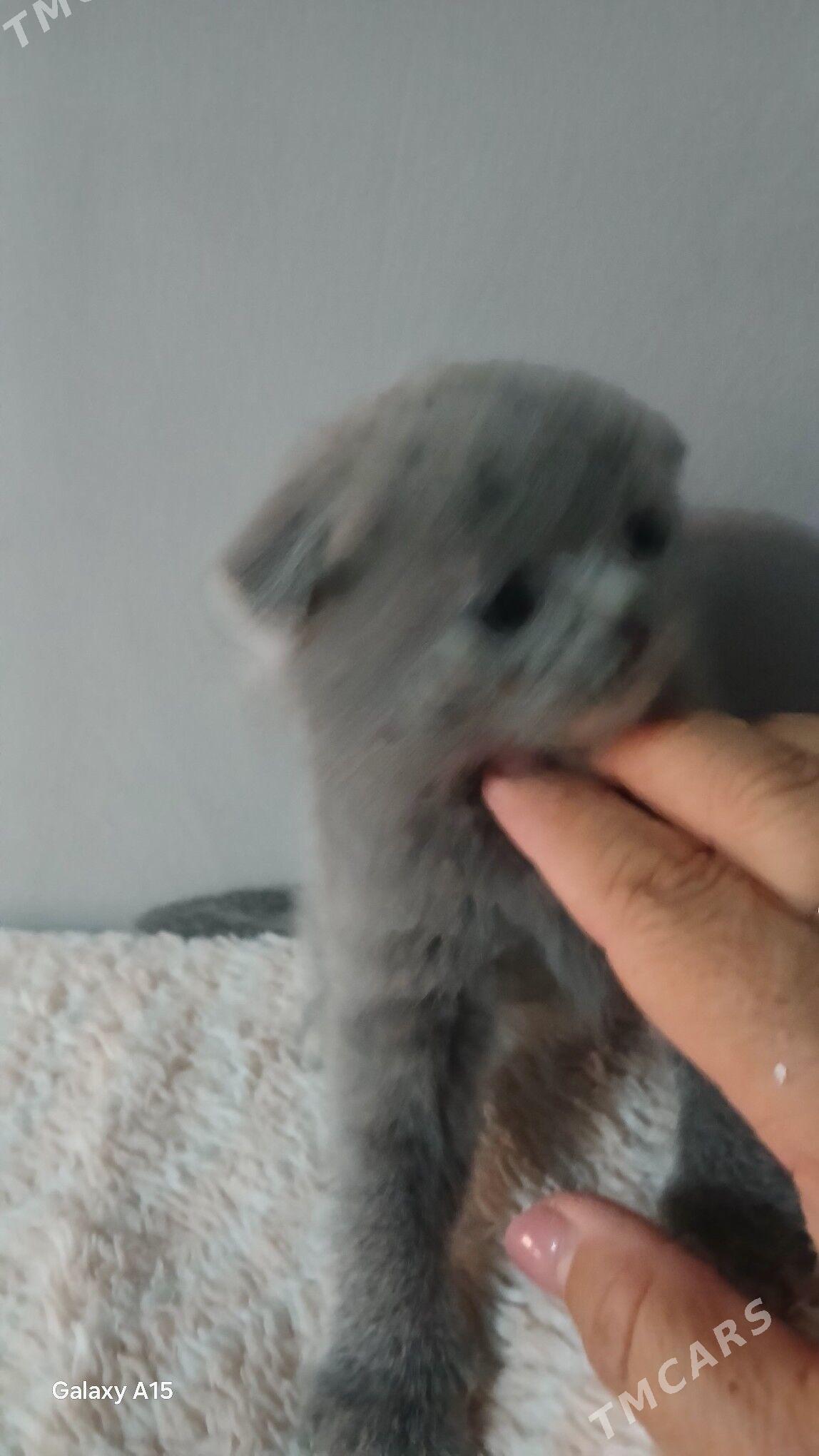 дом.животные. - Дашогуз - img 3