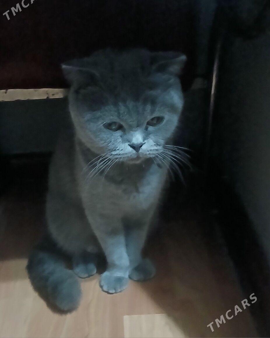 дом.животные. - Дашогуз - img 2