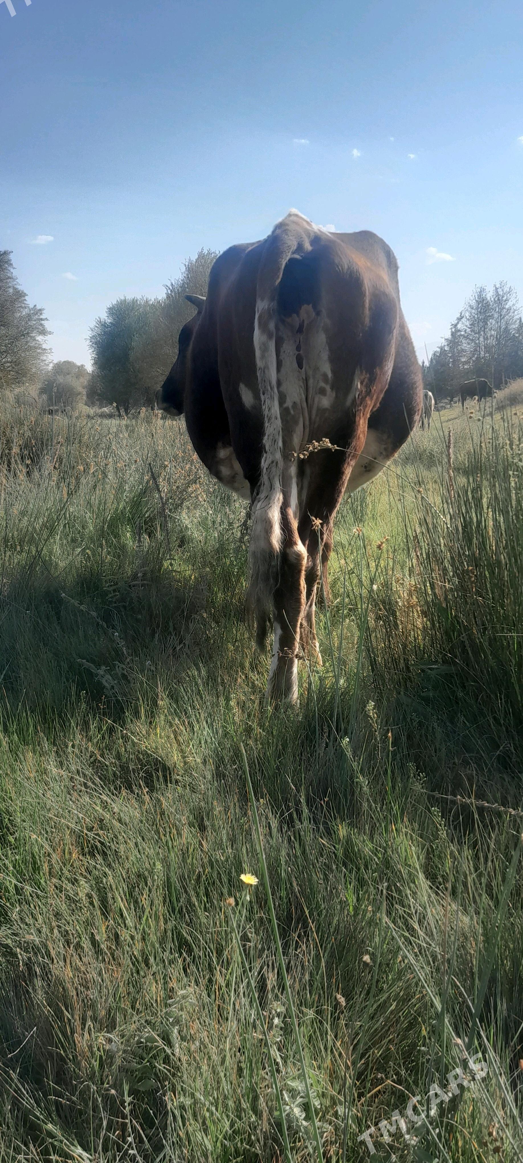 sigir - Bagyr - img 2