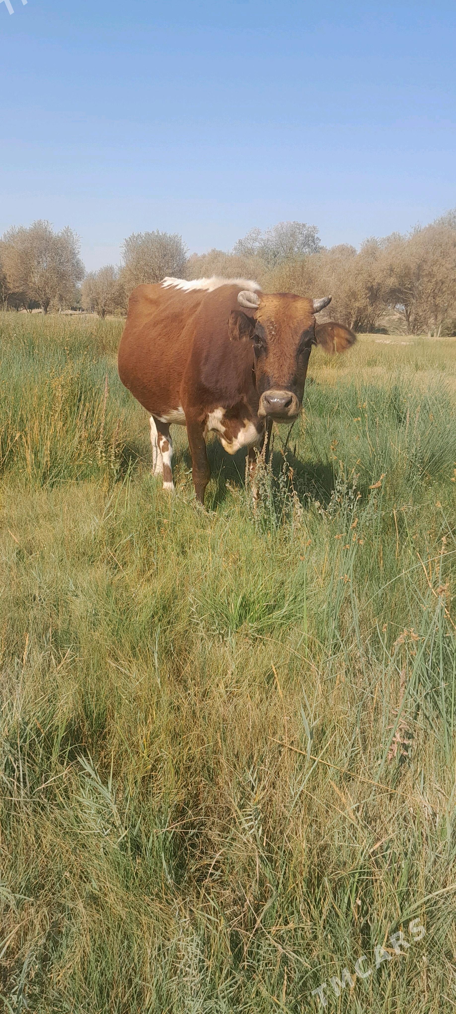 sigir - Bagyr - img 1