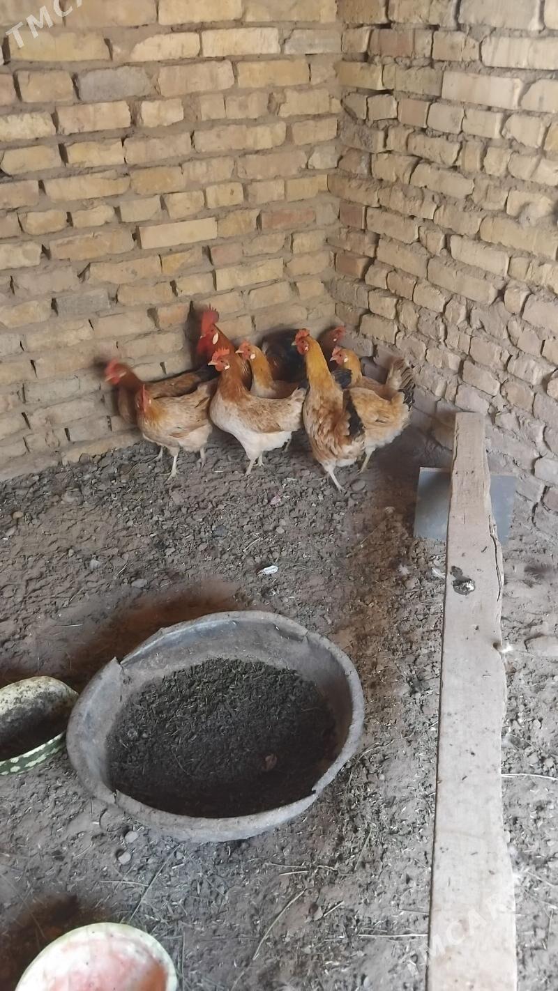 towuk horaz - Wekilbazar - img 1