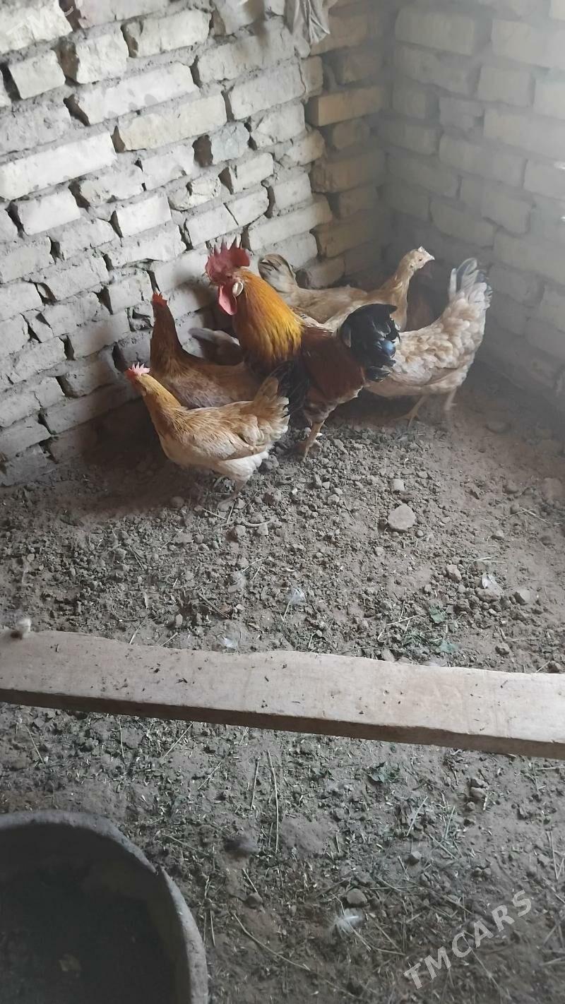 towuk horaz - Wekilbazar - img 4