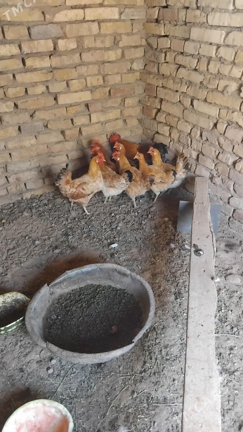 towuk horaz - Wekilbazar - img 3