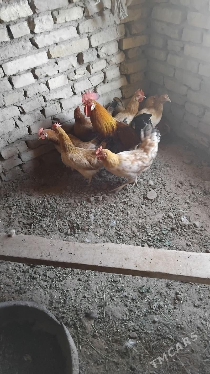 towuk horaz - Wekilbazar - img 2