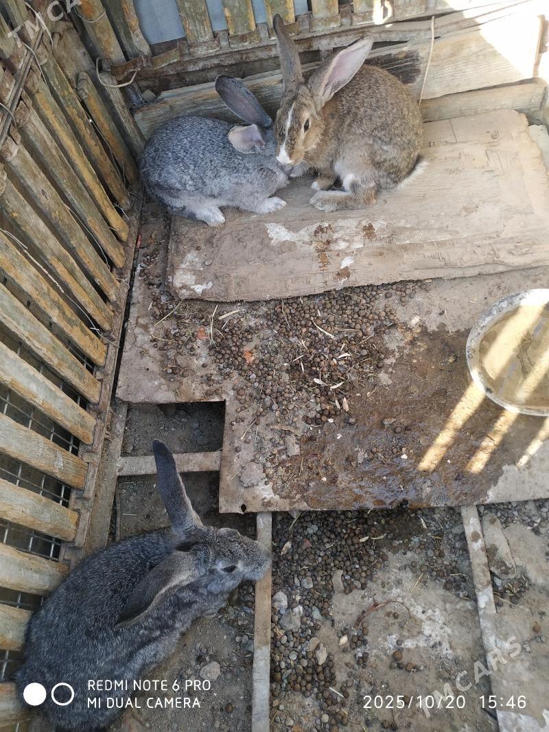 Towsan - Гызыларбат - img 1