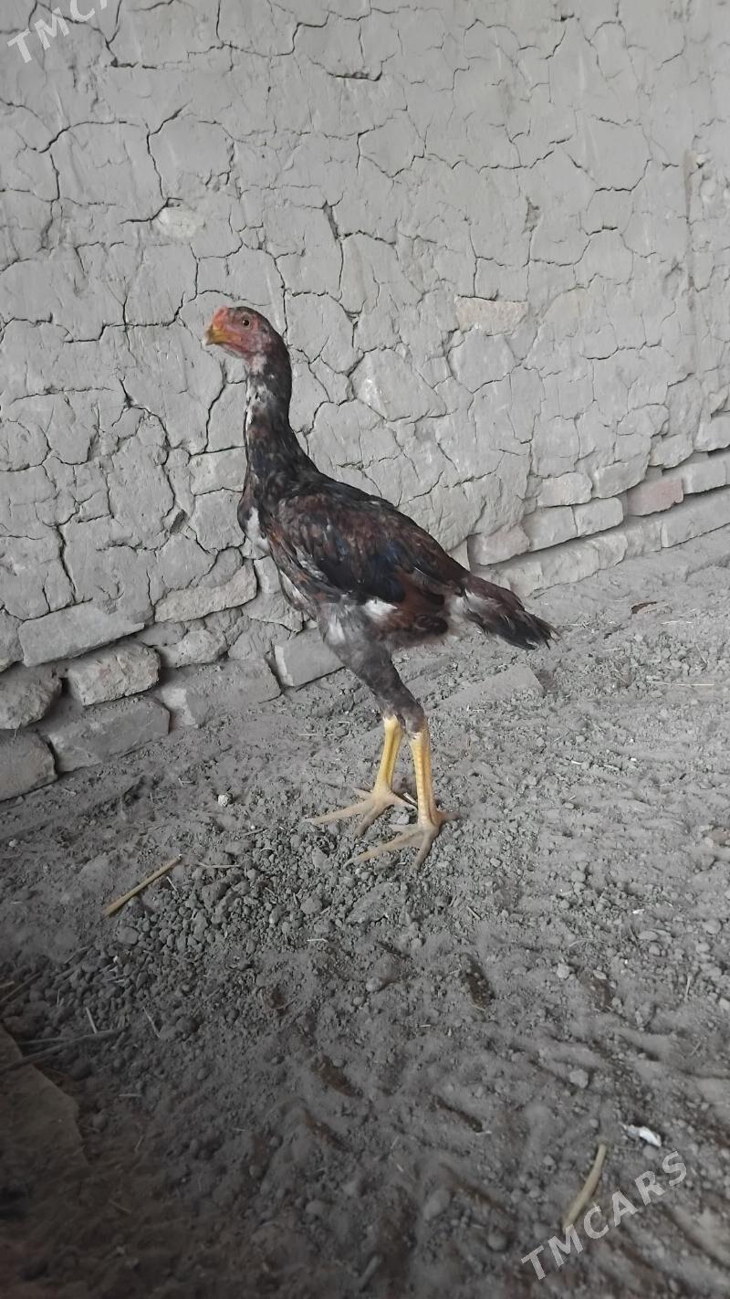 horaz - Wekilbazar - img 4