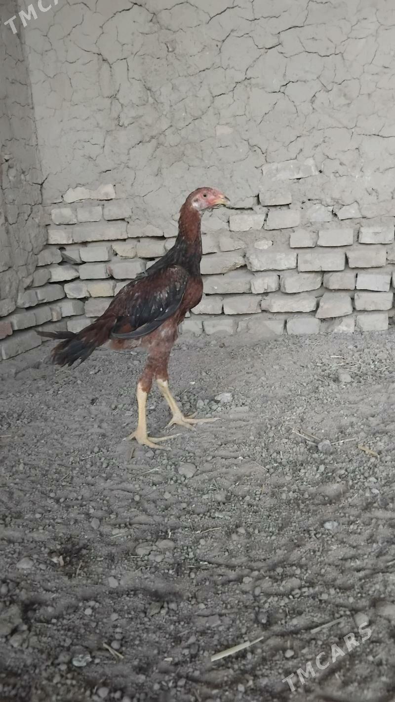 horaz - Wekilbazar - img 3