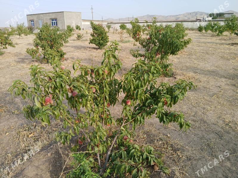 Miweli baglar - Ak bugdaý etraby - img 1