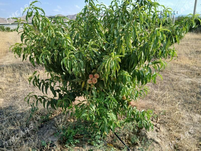 Miweli baglar - Ak bugdaý etraby - img 2