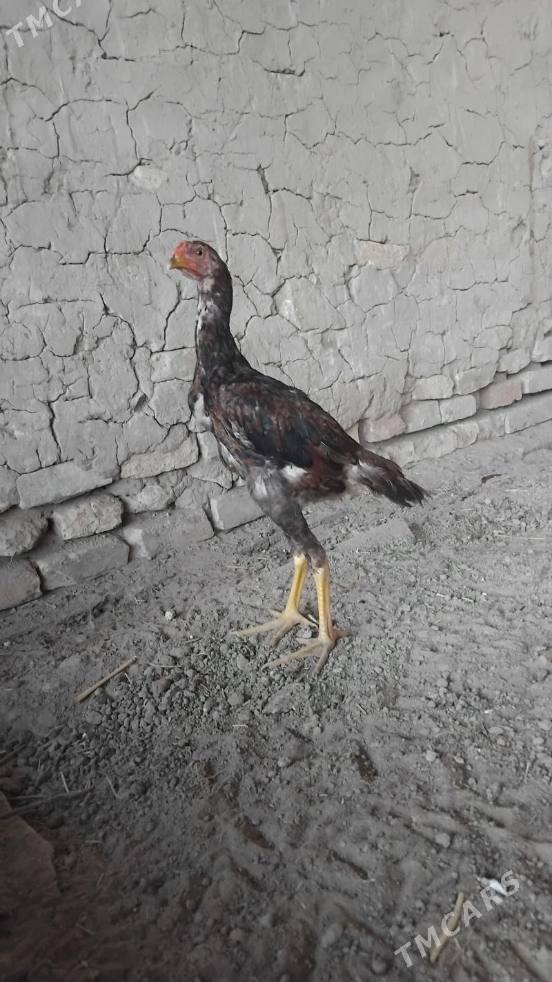 horaz - Wekilbazar - img 1