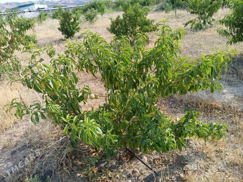 Miweli baglar - Ak bugdaý etraby - img 3