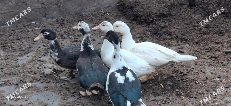 oordek indawutka - Чоганлы - img 2