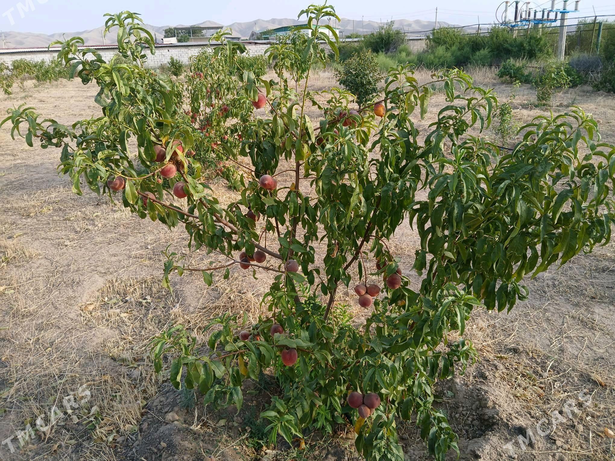 Miweli baglar - Ak bugdaý etraby - img 4