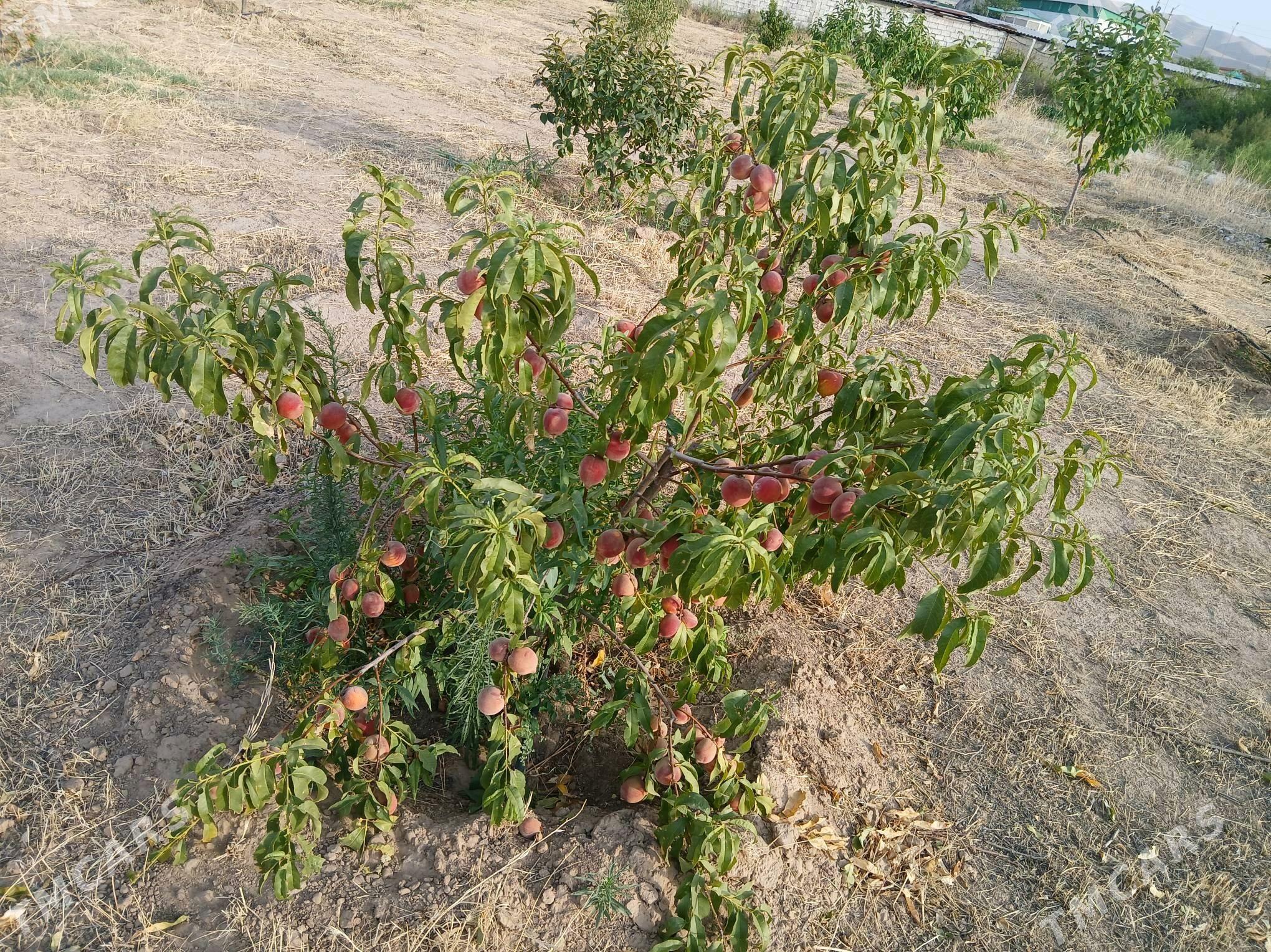 Miweli baglar - Ak bugdaý etraby - img 5