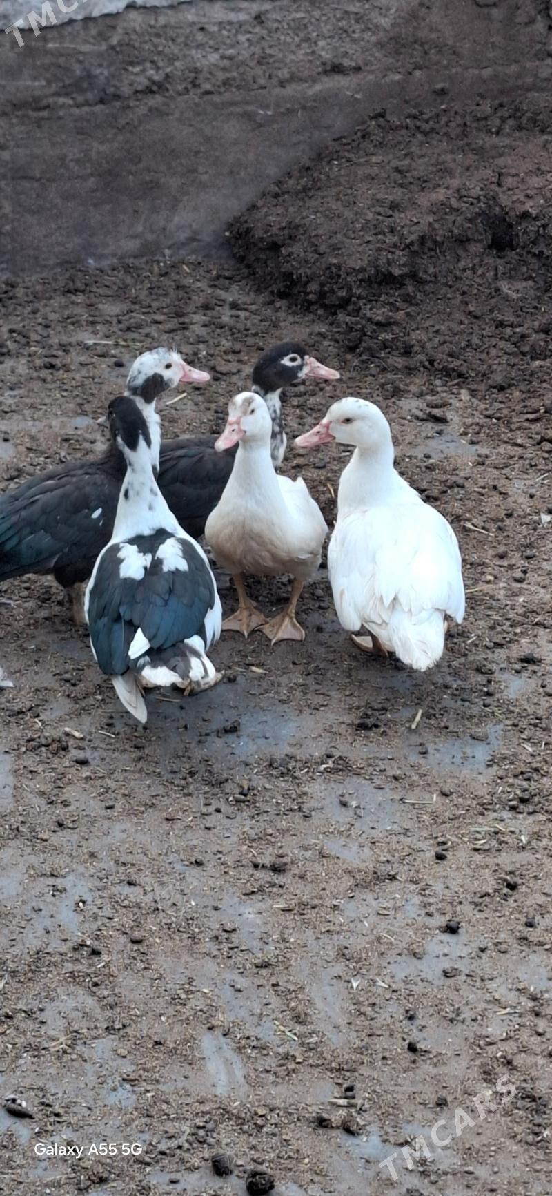 oordek indawutka - Чоганлы - img 1