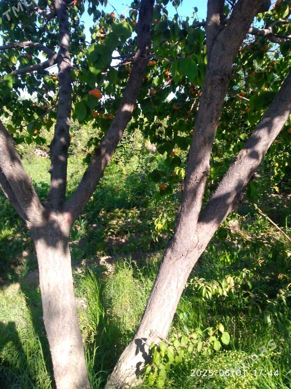 Satlyk bag - Шабатский этрап - img 4