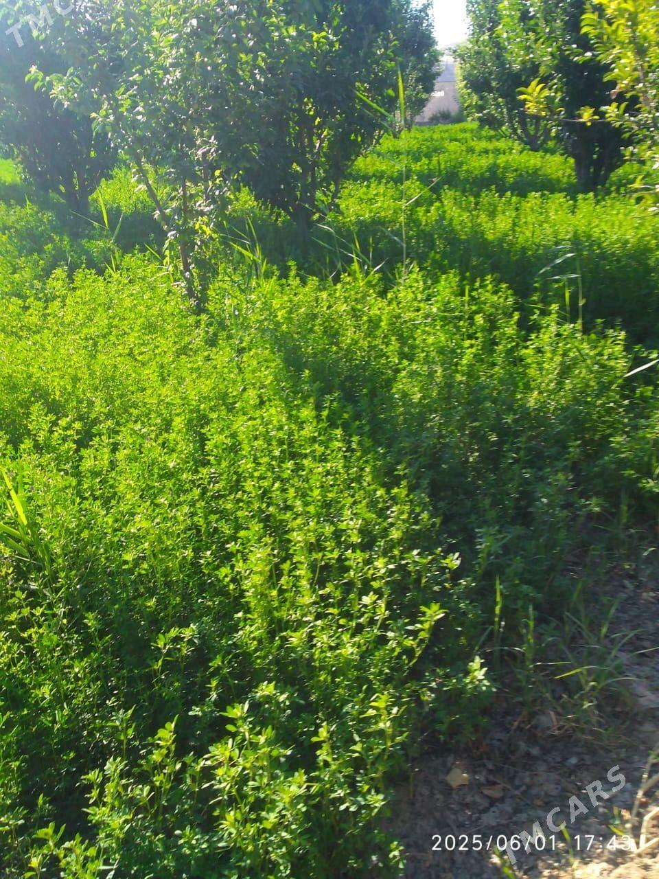 Satlyk bag - Шабатский этрап - img 3