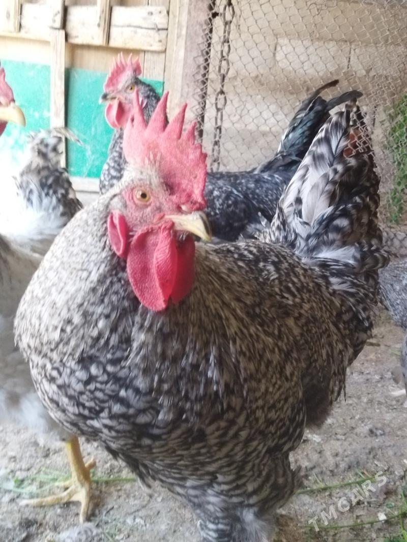 daminant horazlar - Кëши - img 2