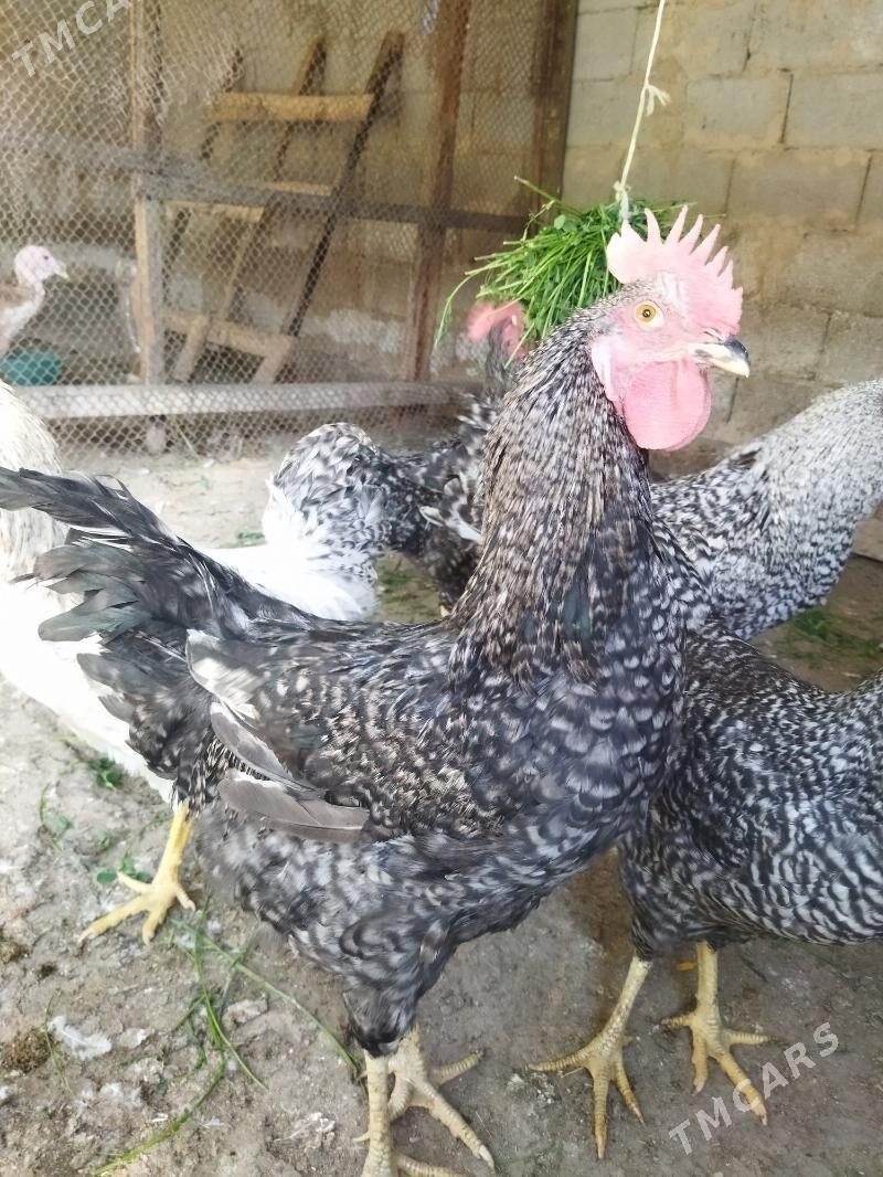 daminant horazlar - Кëши - img 3