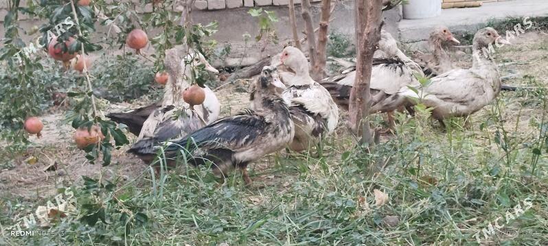 ördek - Çärjew - img 1