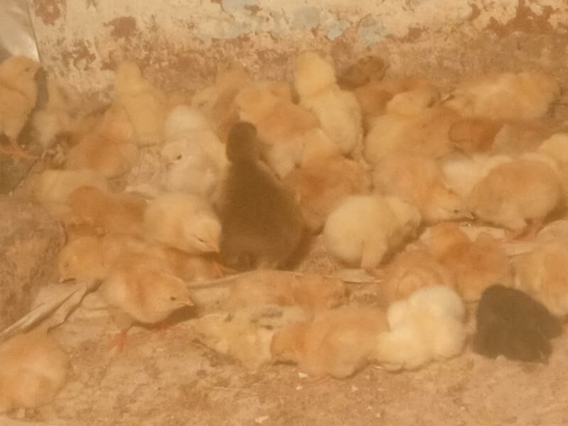 towuk jüje - Baýramaly - img 3