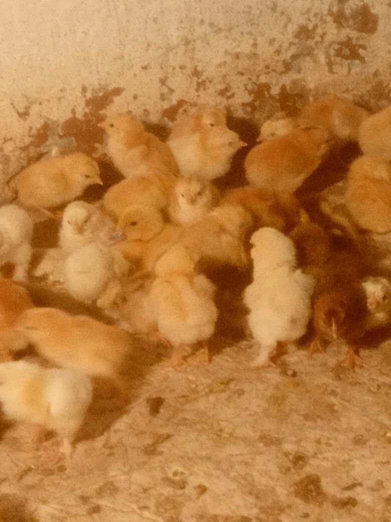 towuk jüje - Baýramaly - img 1