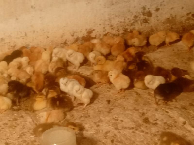 towuk jüje - Baýramaly - img 2