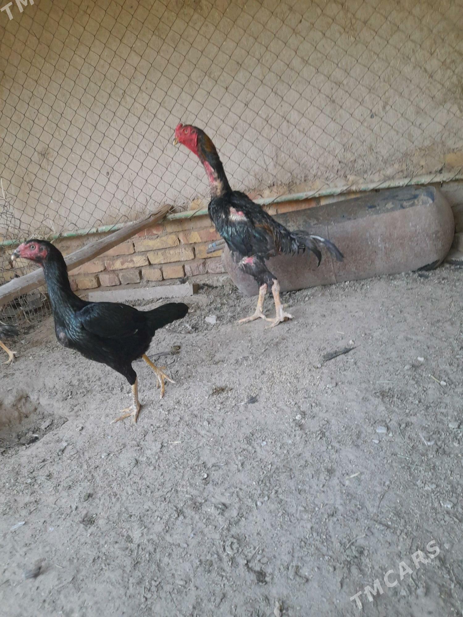 хораз - Туркменабат - img 3