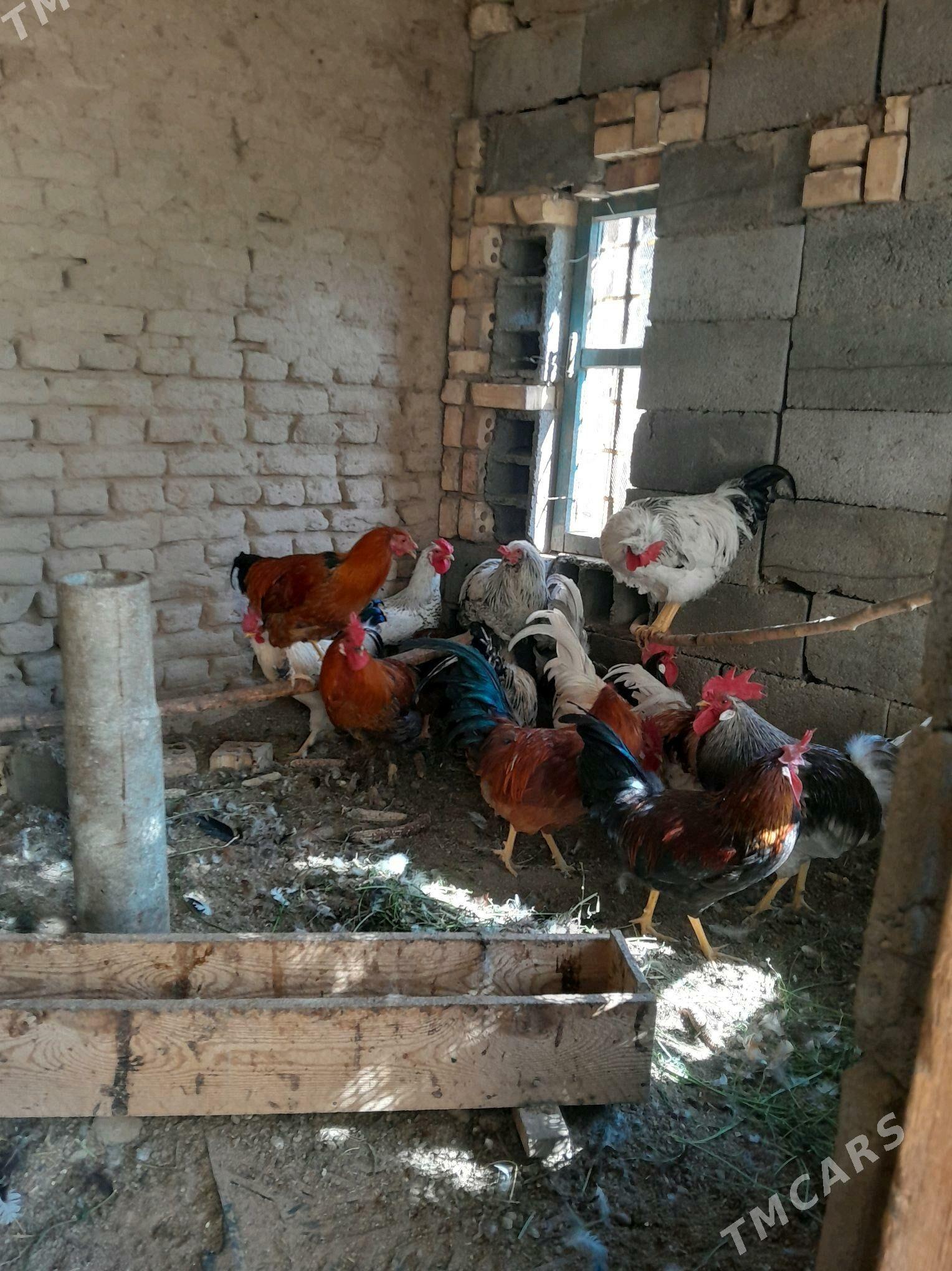 Horaz. - Murgap - img 1