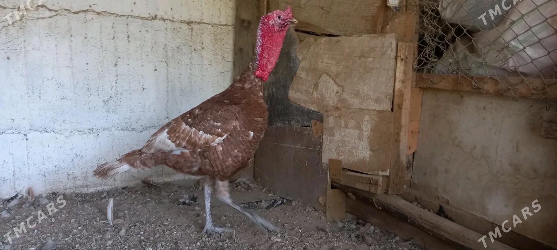 induk - Herrikgala - img 1