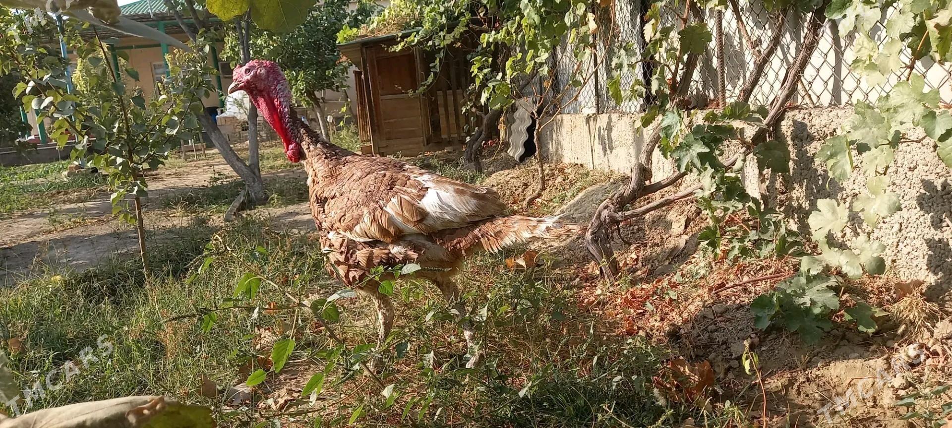 induk - Herrikgala - img 2