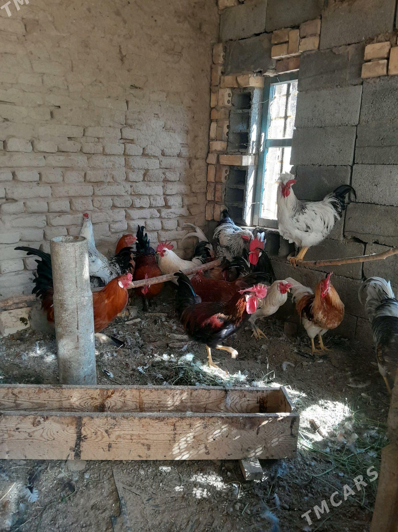 Horaz. - Murgap - img 3