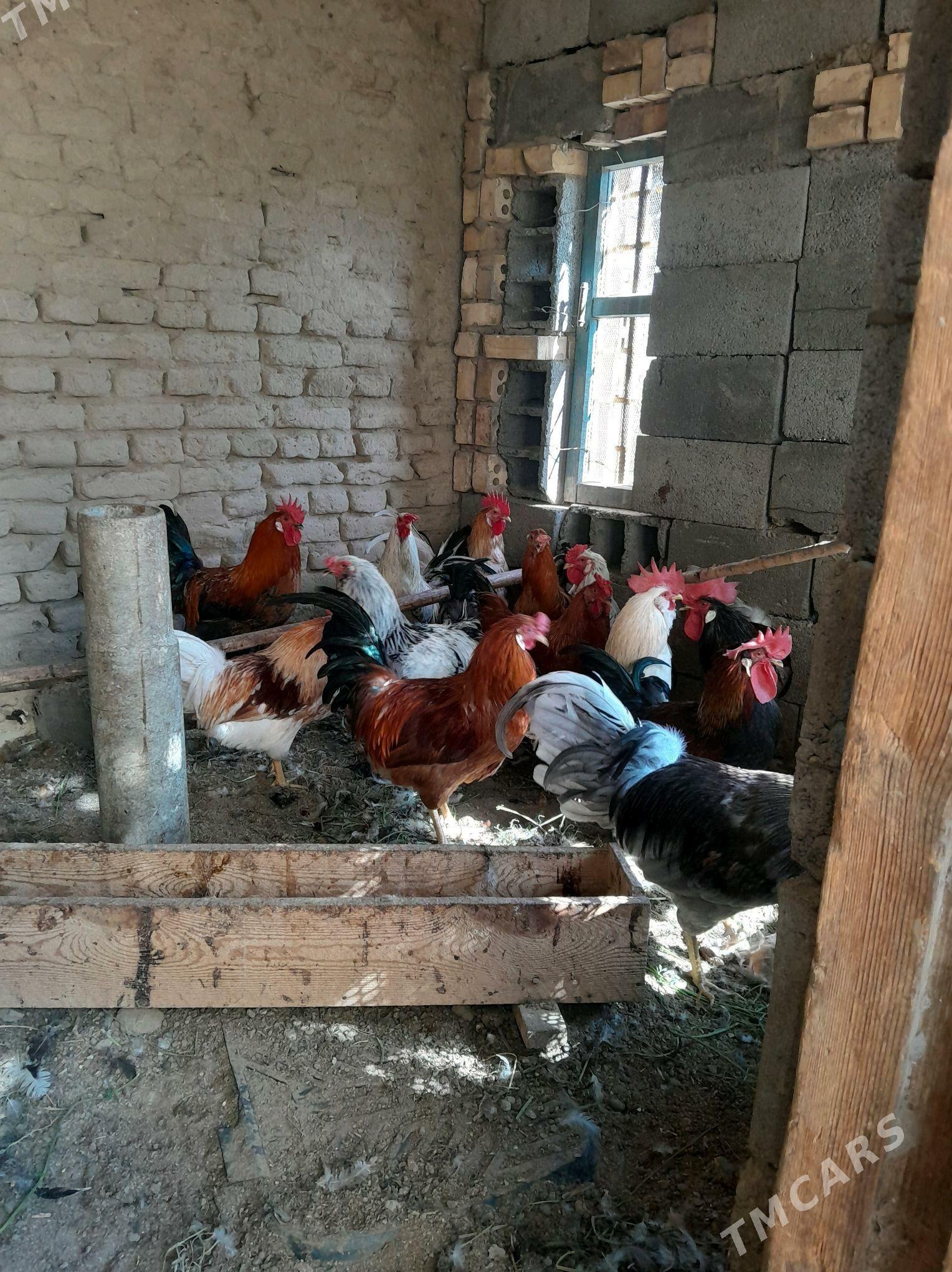 Horaz. - Murgap - img 2